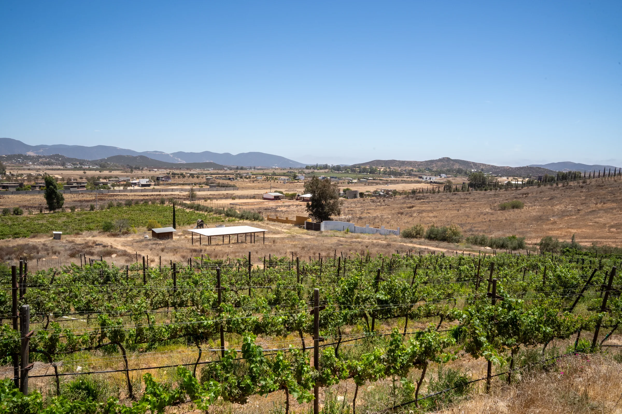 Viñedos