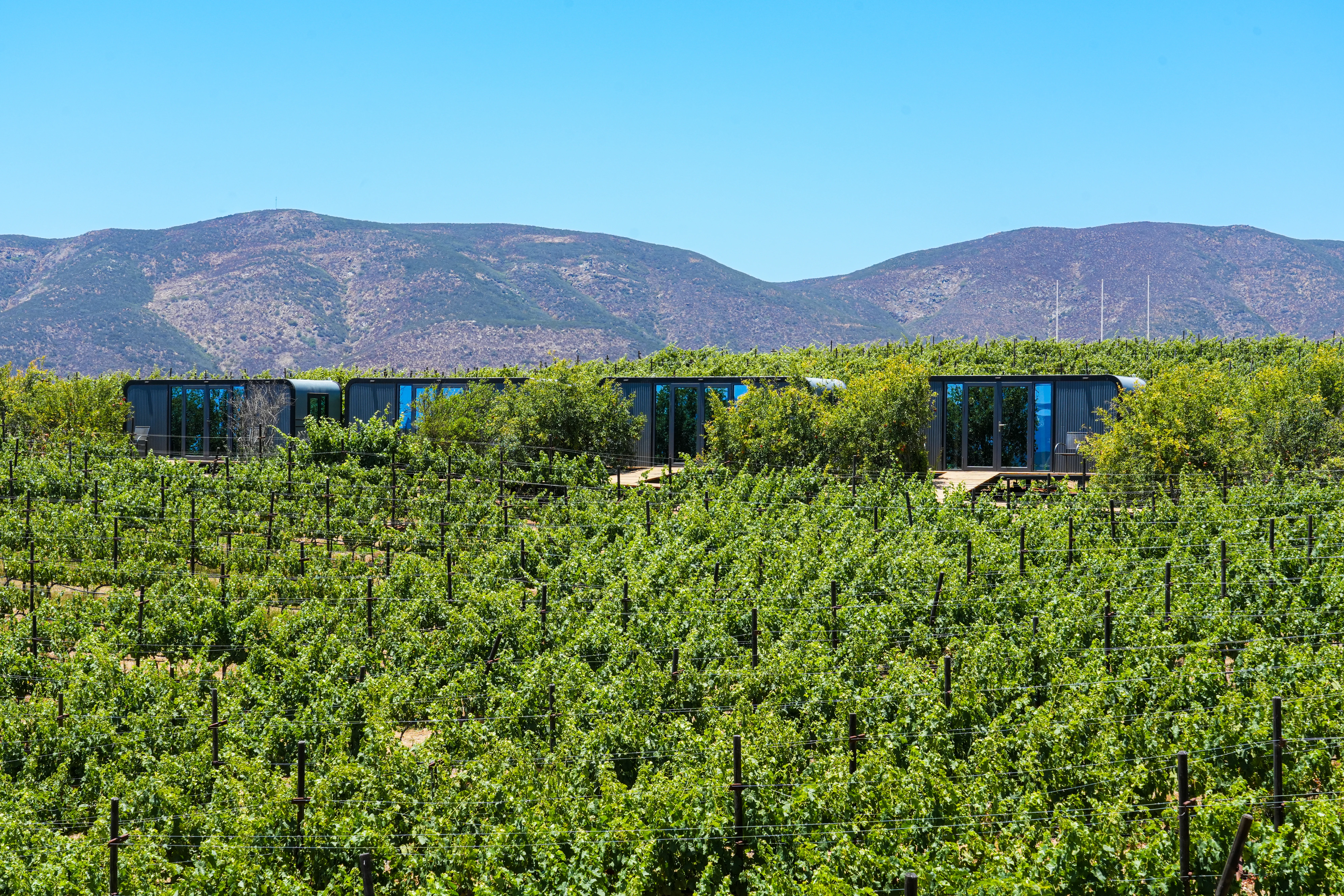 Viñedo de Hacienda Montero con cabinas de hospedaje en Baja California